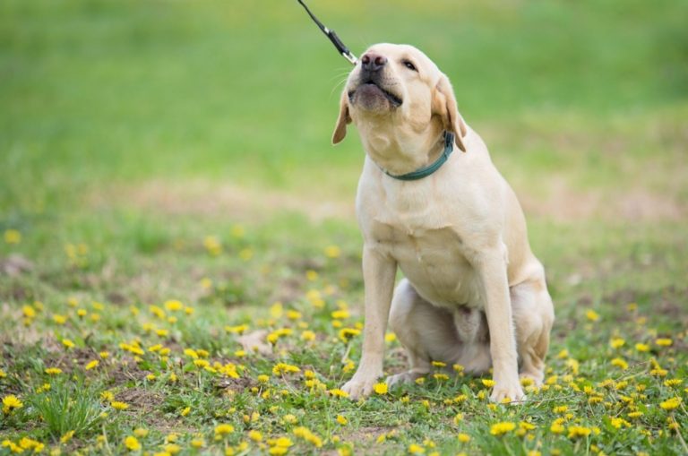 labrador dog yelp in the garden