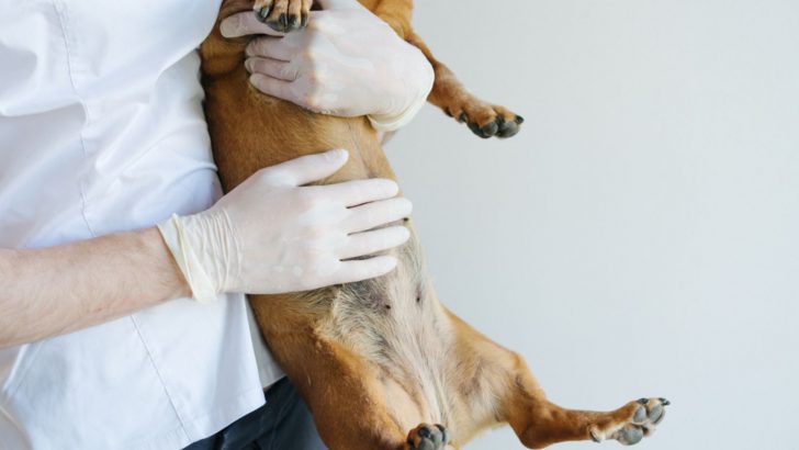Why Is My Dog’s Stomach Making Weird Noises?