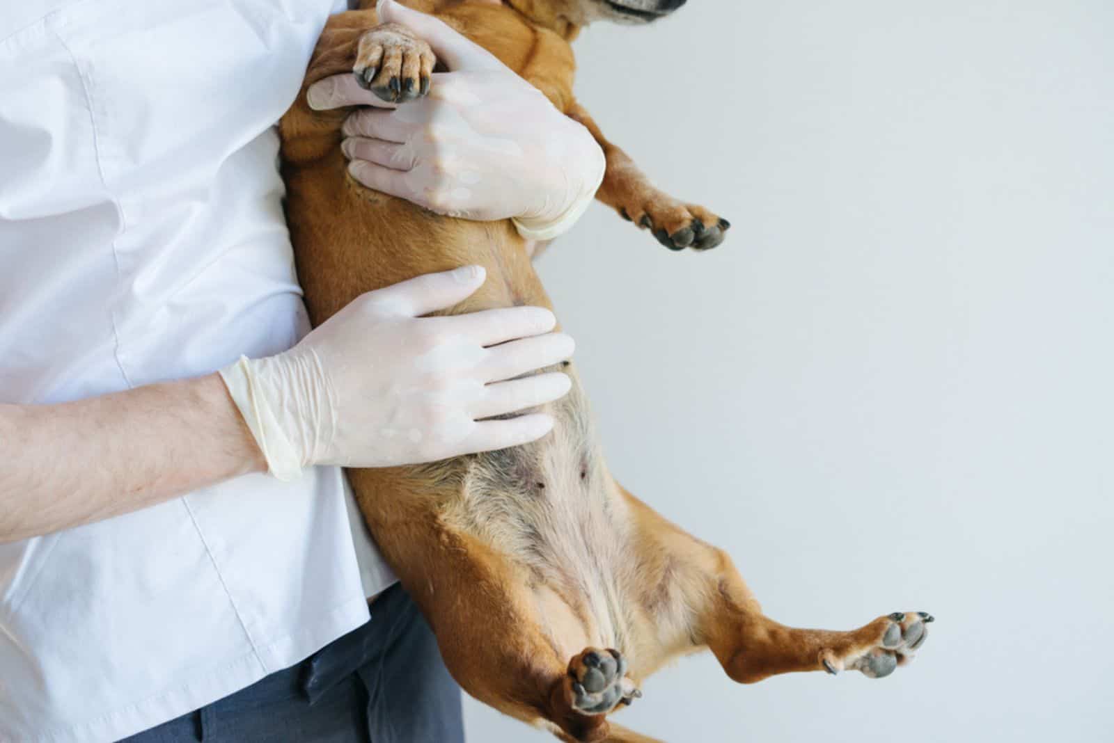 The veterinarian holds a dog in his hands and touches his stomach