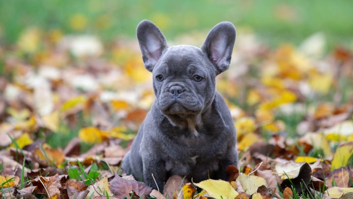 Why Is My French Bulldog Puppy Eating Poop – 7 Causes