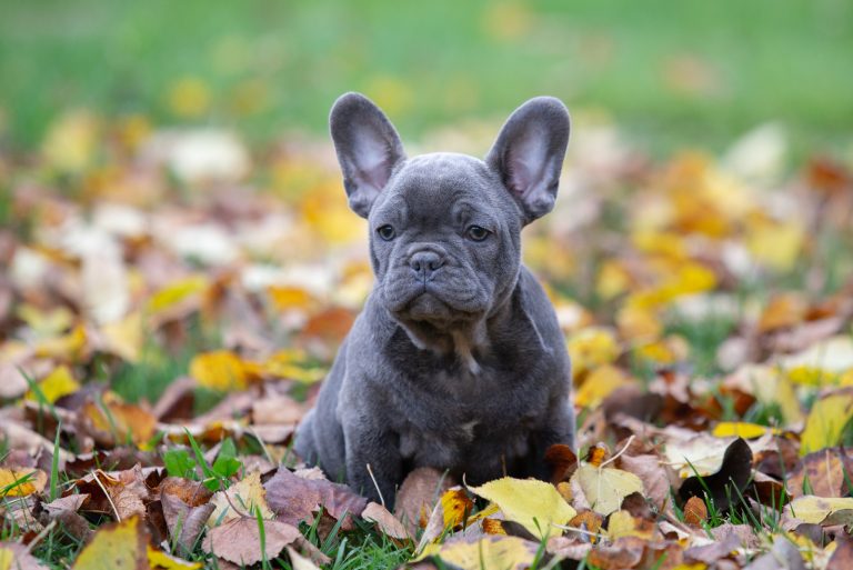 french bulldog puppy sitting among leaves