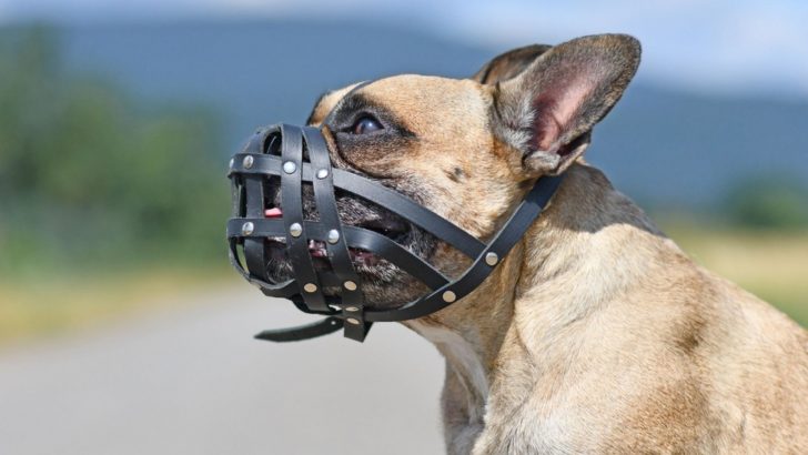 Why Is My French Bulldog So Aggressive? 5 Common Reasons