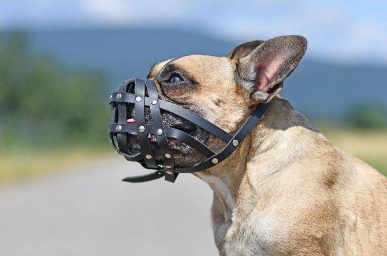 french bulldog wearing a leather muzzle for protection against biting