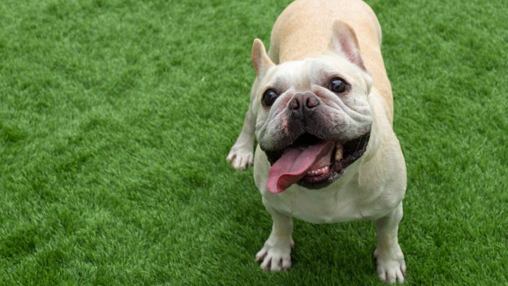 Why Is My French Bulldog So Hyper? Let Me Help You Decipher