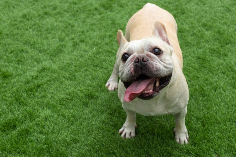 French Bulldog looking up while playing on grass