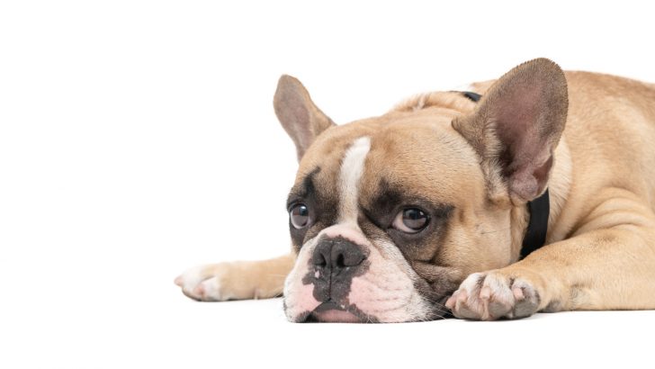 Why Is My French Bulldog Throwing Up – 9 Reasons