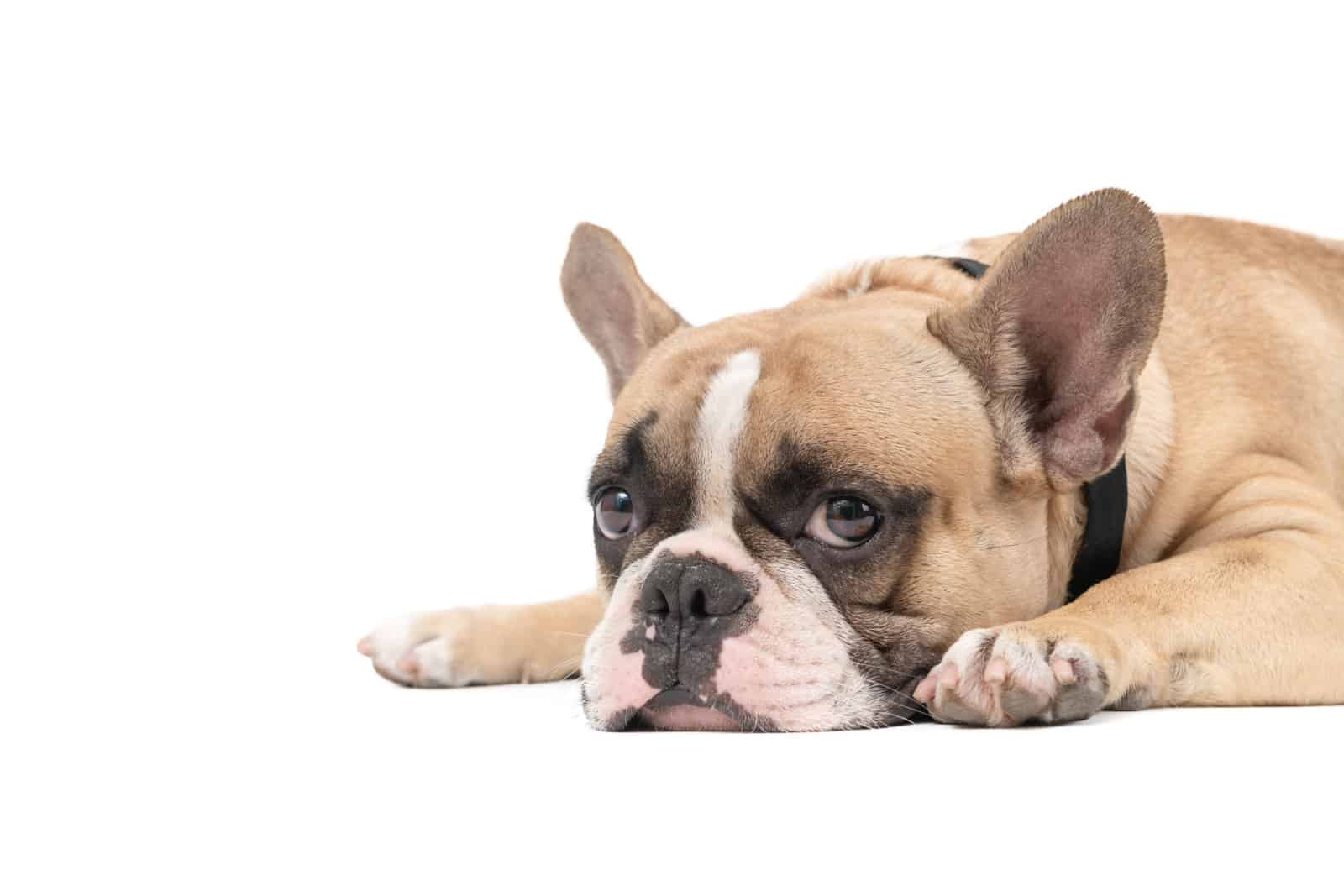 an anorexic french bulldog lying on a white background