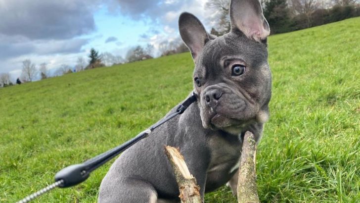 Why Is The Blue And Tan French Bulldog So Controversial?