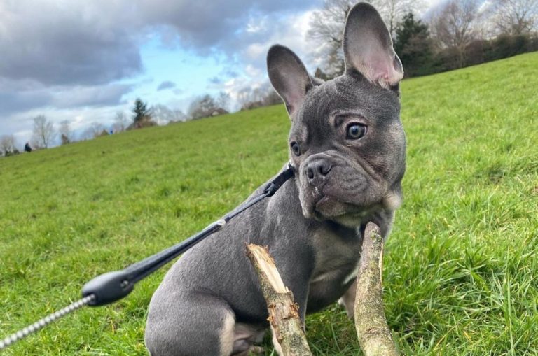 blue and tan french bulldog