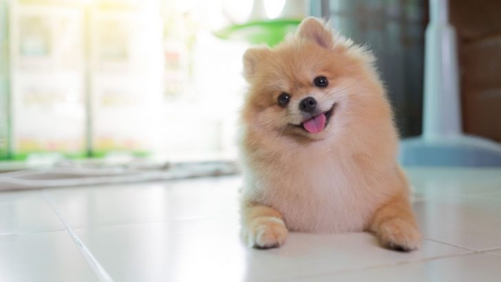 Why Pomeranians Are The Worst Dogs? Or, Are They? 