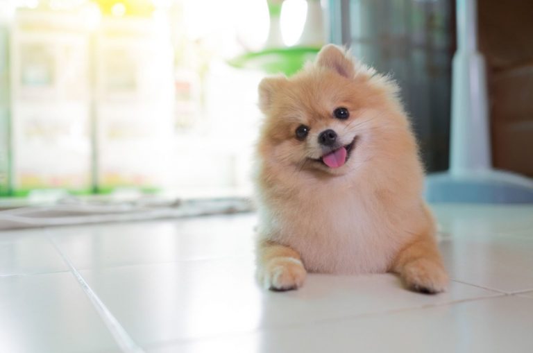 pomeranian lying on the floor