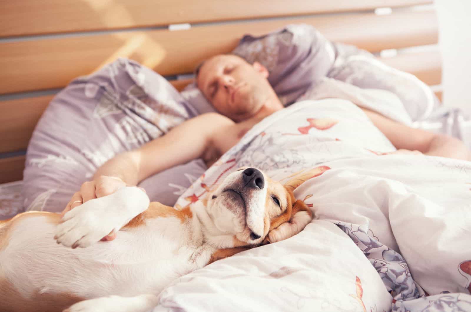 6 Reasons Why Sharing A Bed With Your Dog Might Not Be A Good Idea