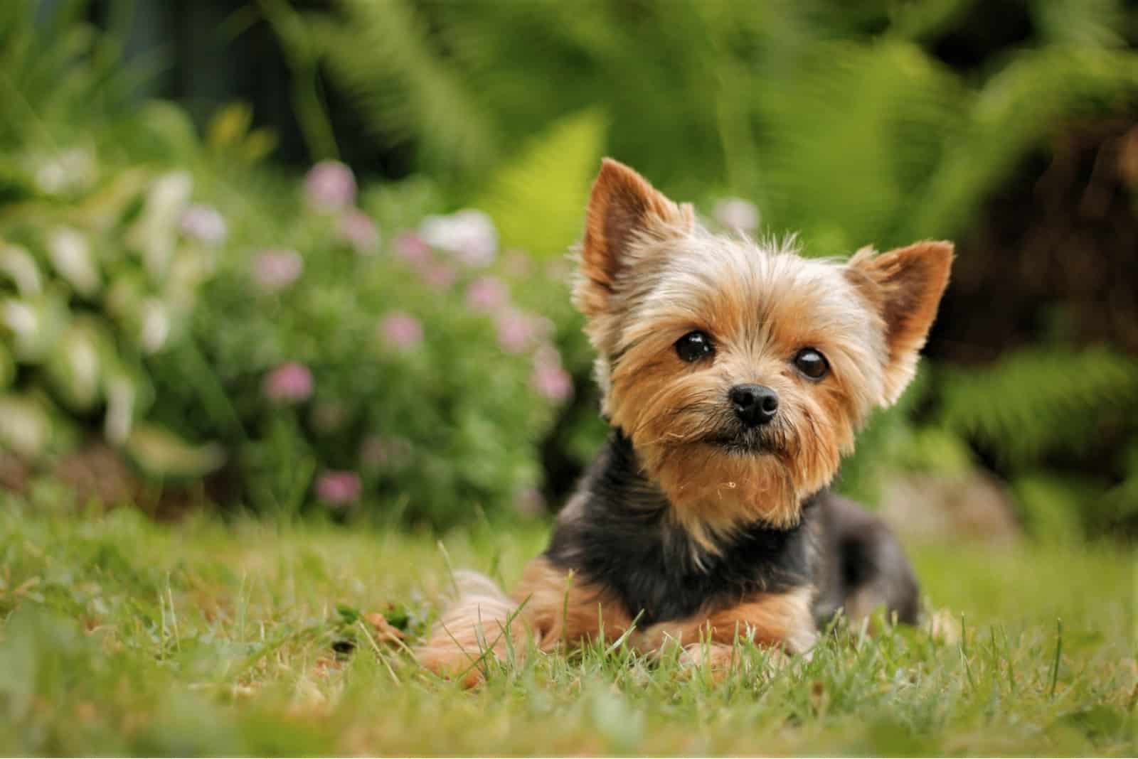Yorkie dog laying in grass