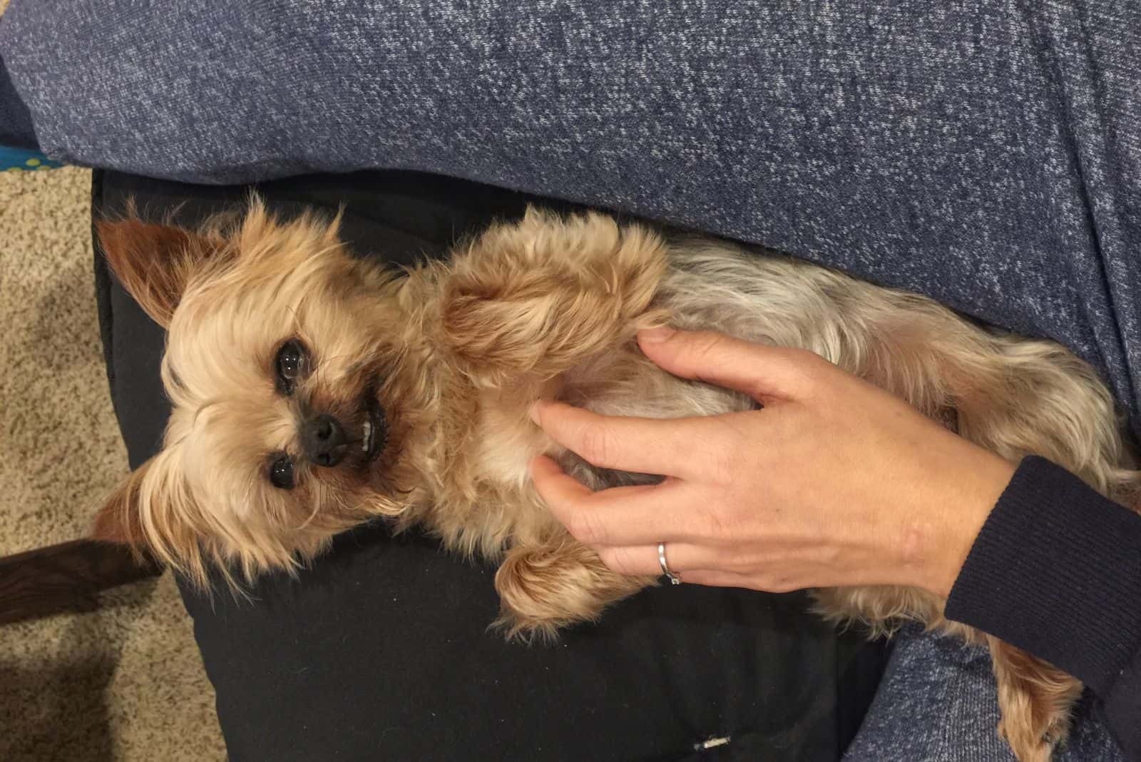 Yorkshire Terrier puppy laying on a couch while a woman massages his stomach