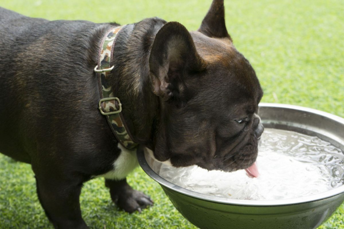 Why Does My French Bulldog Throw Up After Drinking Water? 5 Answers