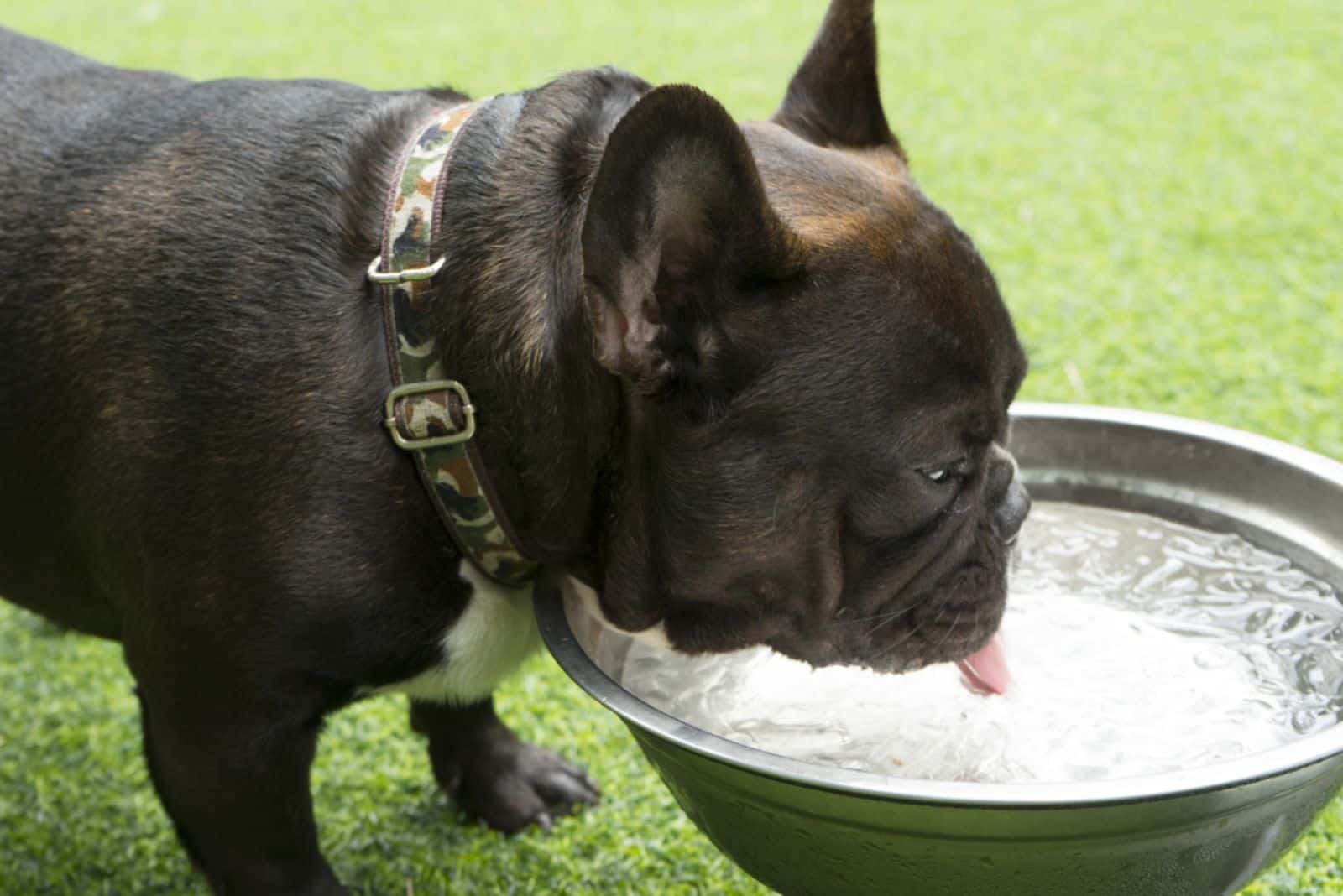 a black french bulldog drinks water from a bowl