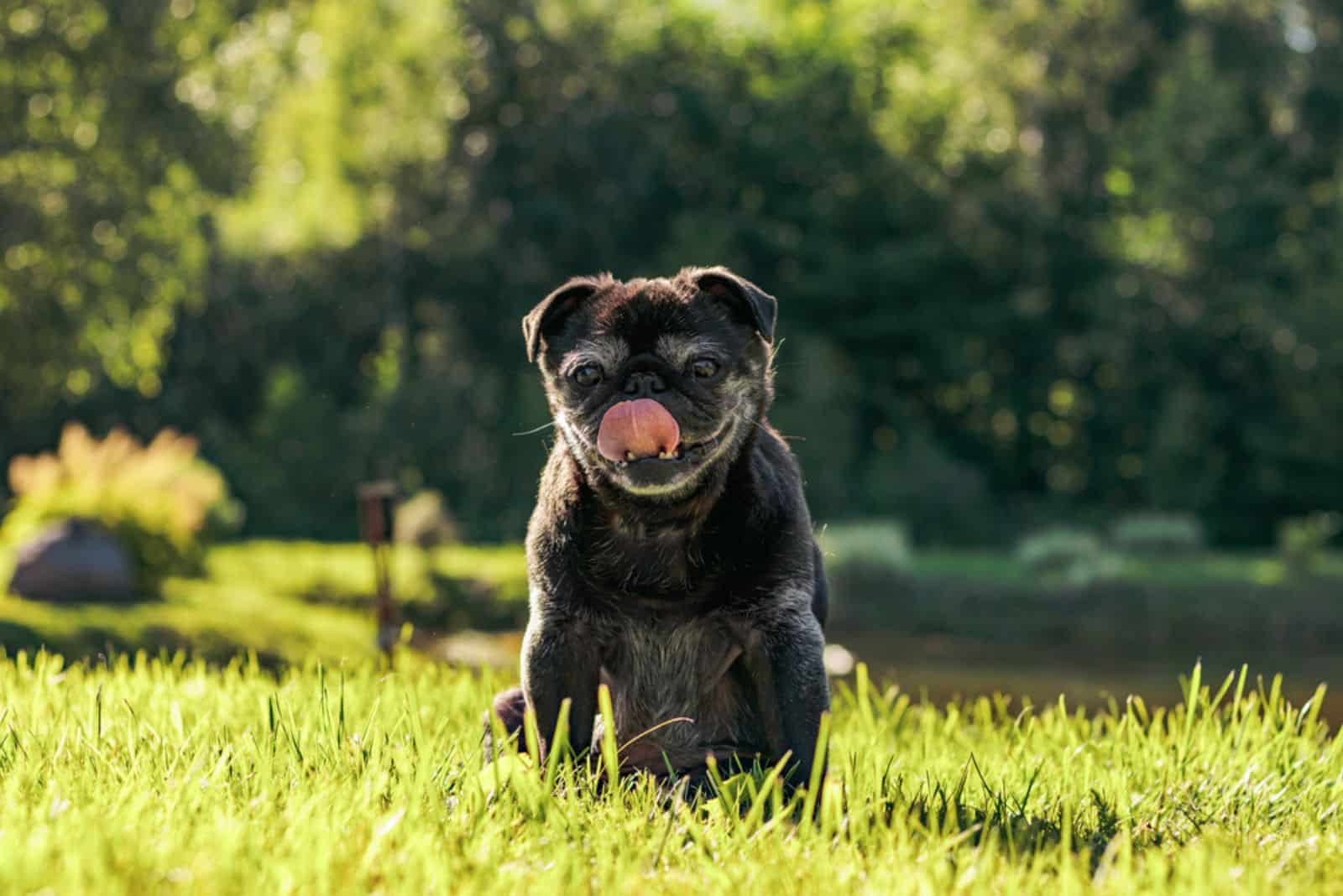 a black pug sits on the grass and licks the air