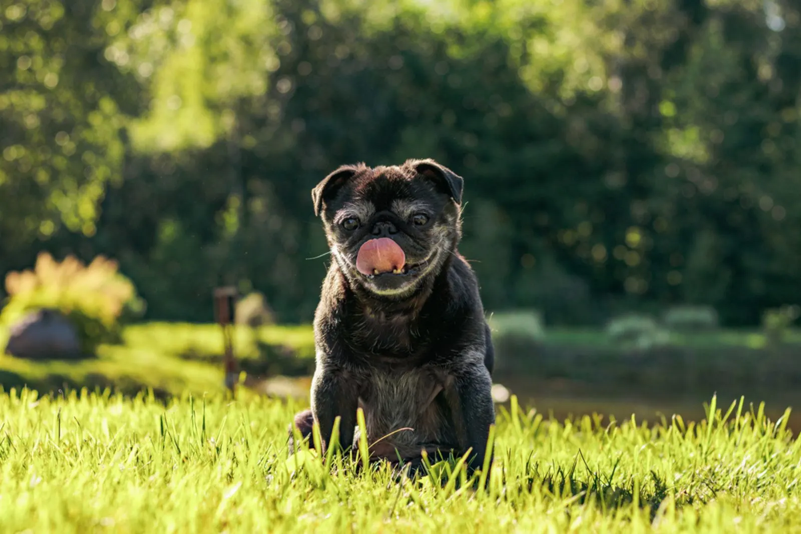 a black pug sits on the grass and licks the air