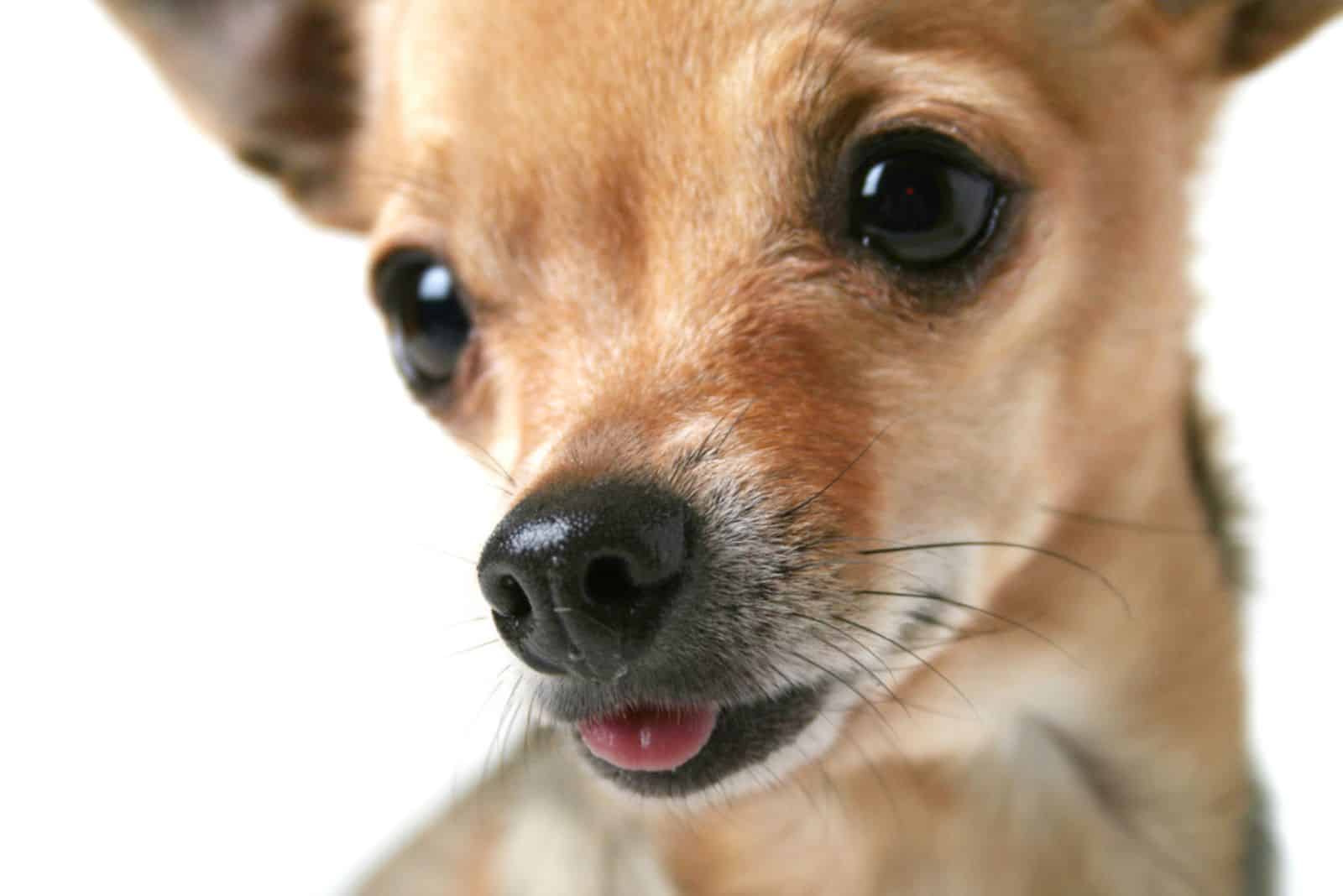 a close up of a chihuahua's face