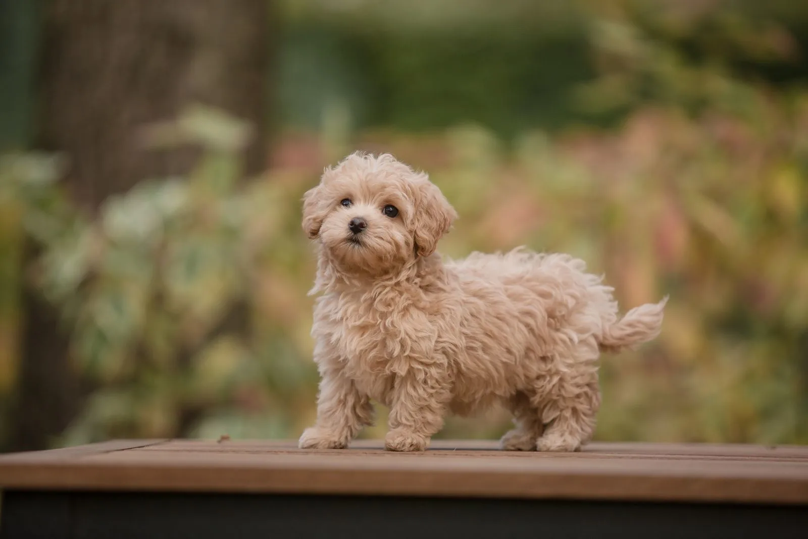 a cute Maltipoo is standing on a wooden stand