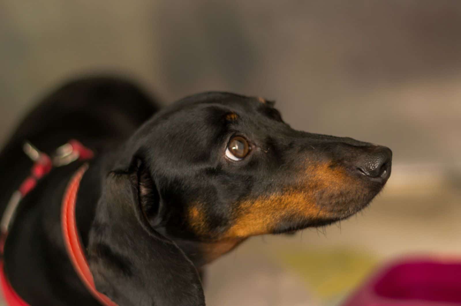 a dachshund dog looking sad