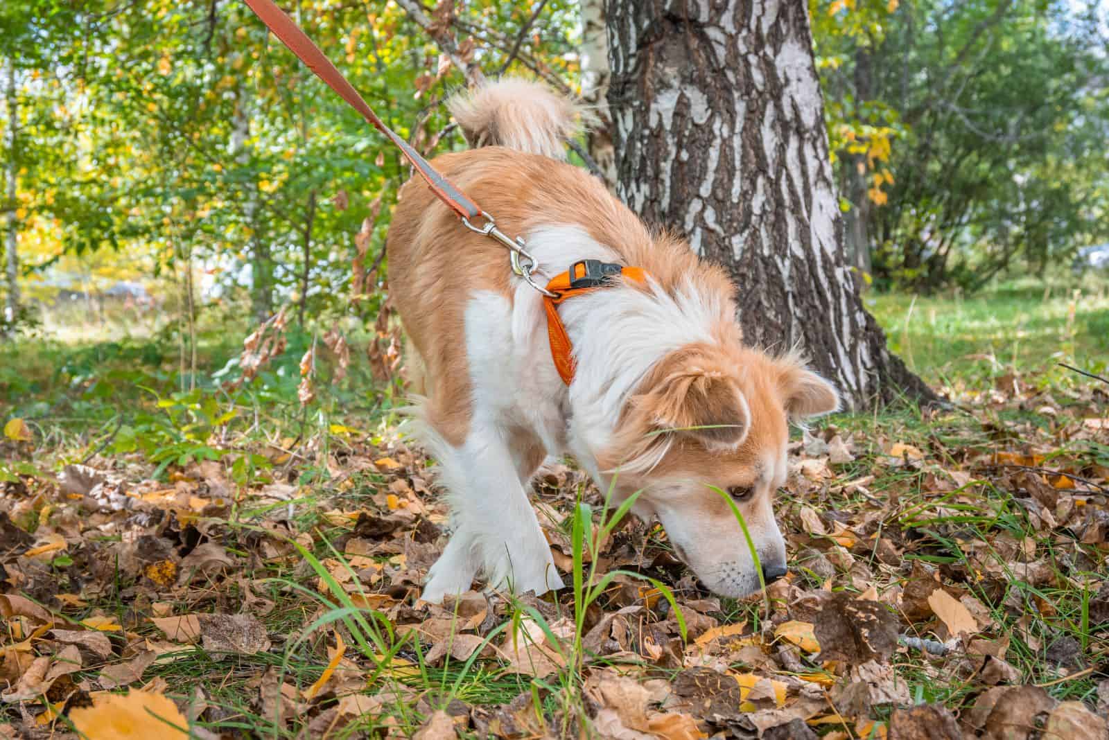 a dog on a leash sniffs in the garden