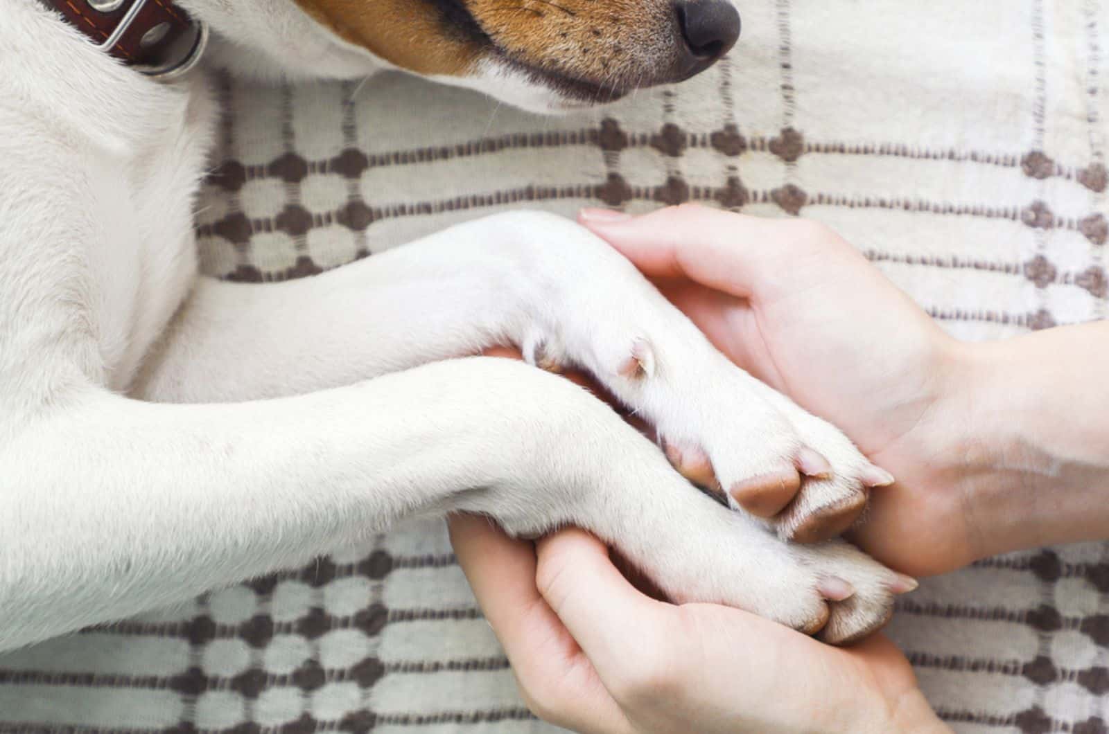 a girl holding a dog's paws while he resting