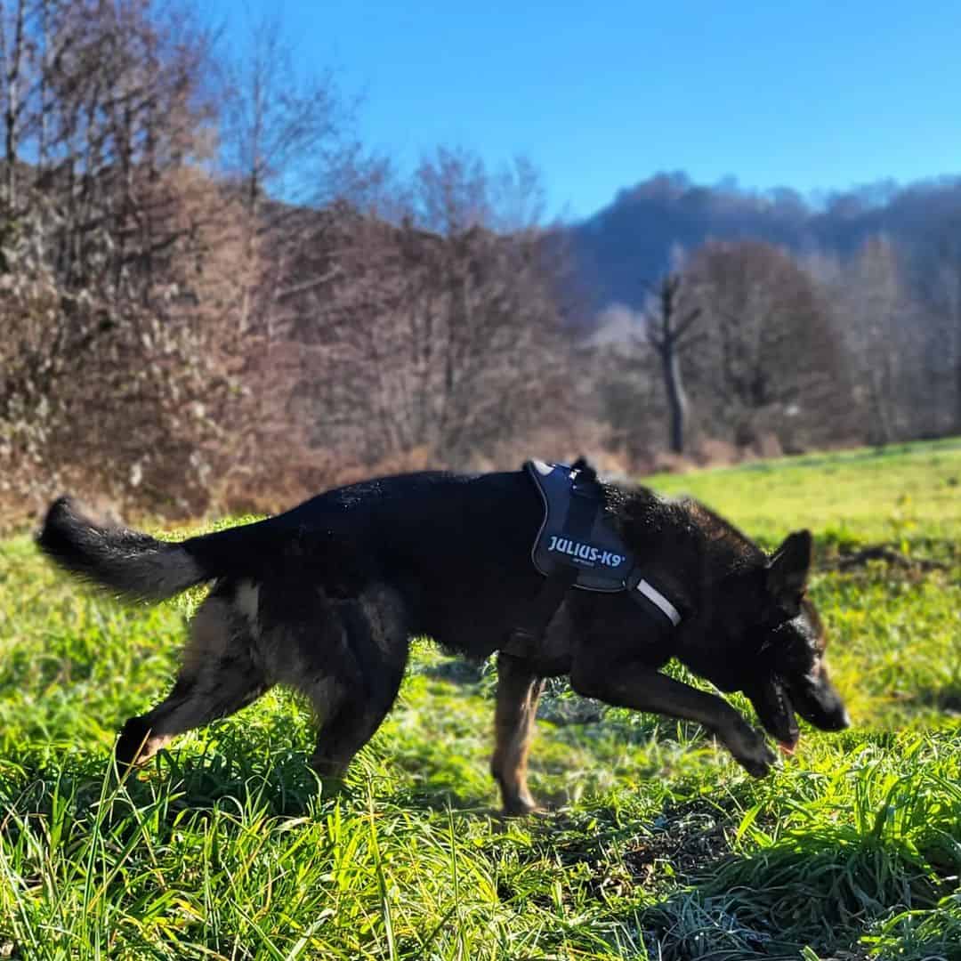 a gray German shepherd sniffs the grass