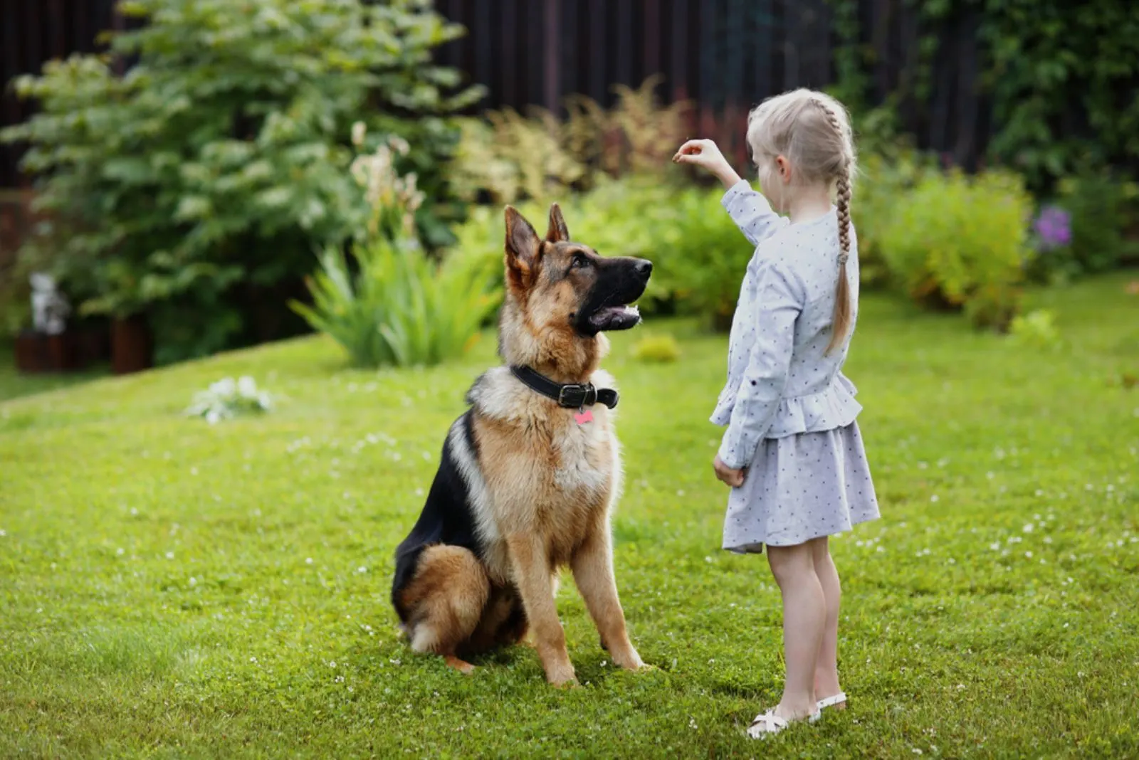 a little girl is playing with a German shepherd in the park