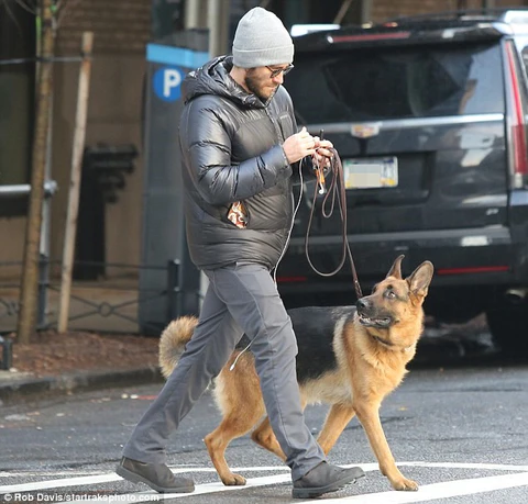 a male set with a German shepherd