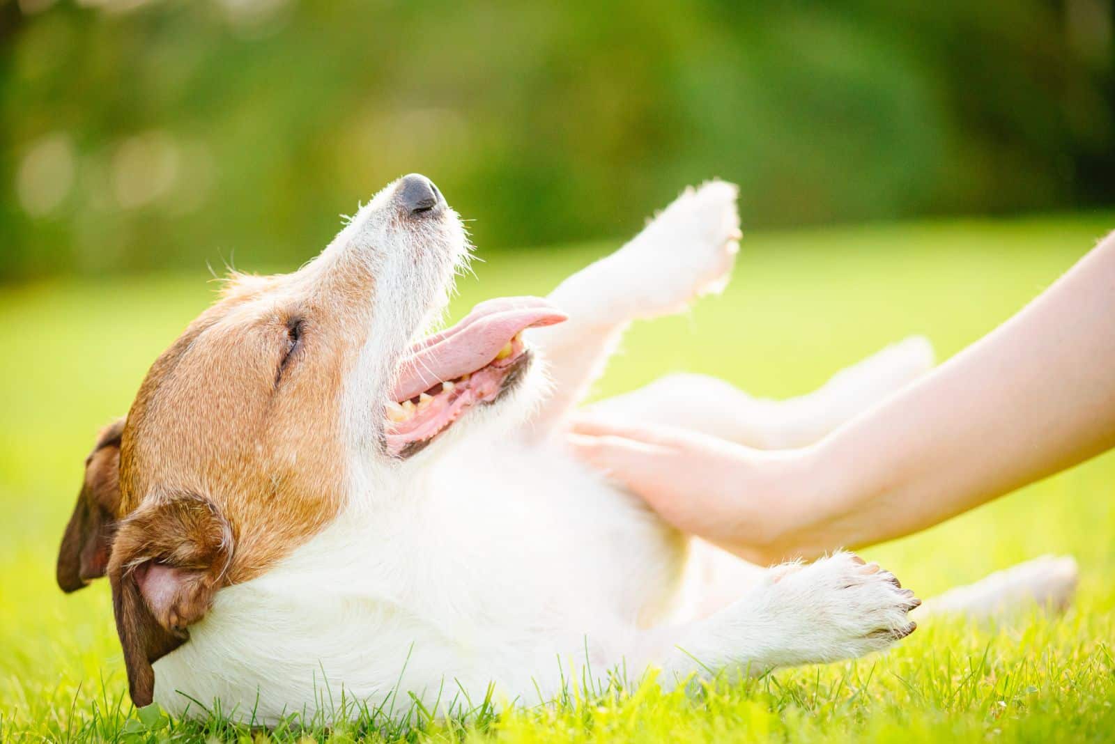 a playful dog lies on the grass while being petted