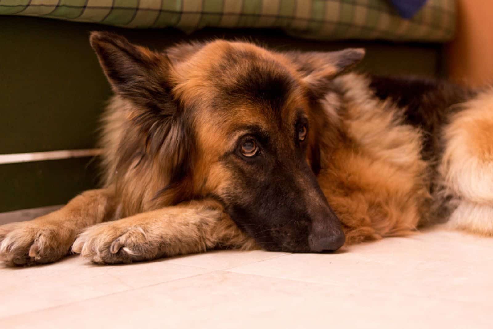 a sad german shepherd lies under the bed