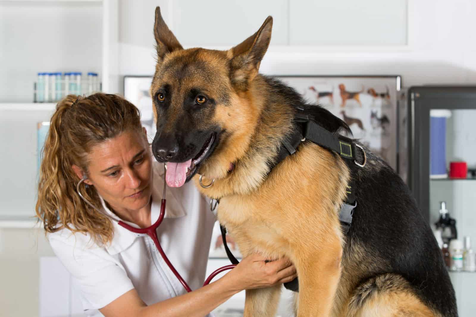 a veterinarian examines the abdomen of a German shepherd