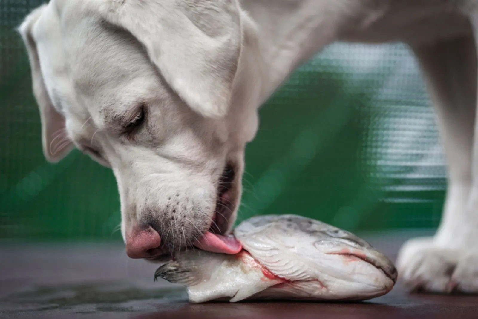 a white retriever licks a fish