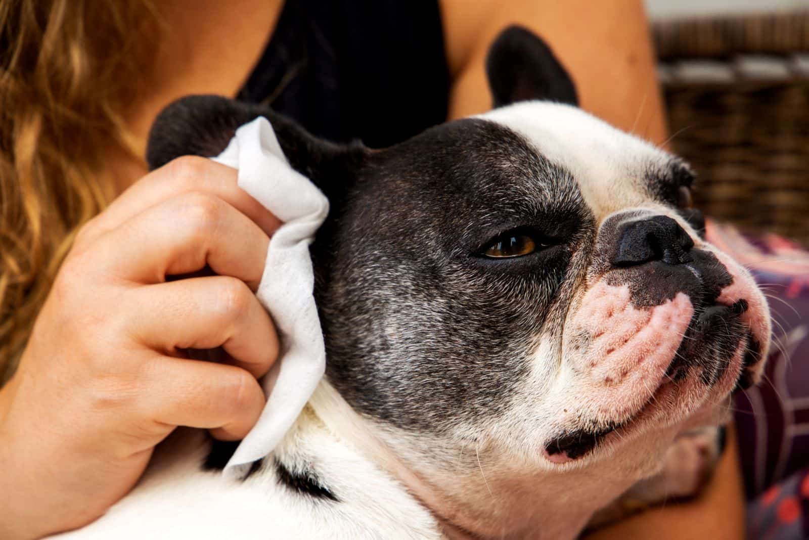 a woman cleans the face of a French bulldog