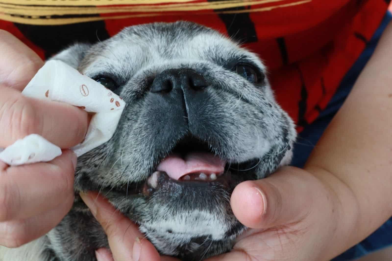 a woman cleans the tear stains of a French bulldog