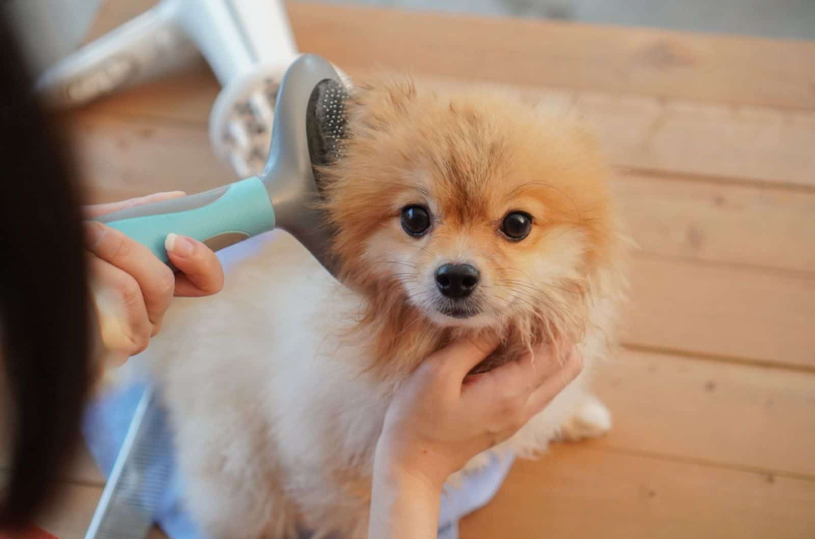 a woman combing pomeranian dog in grooming salon
