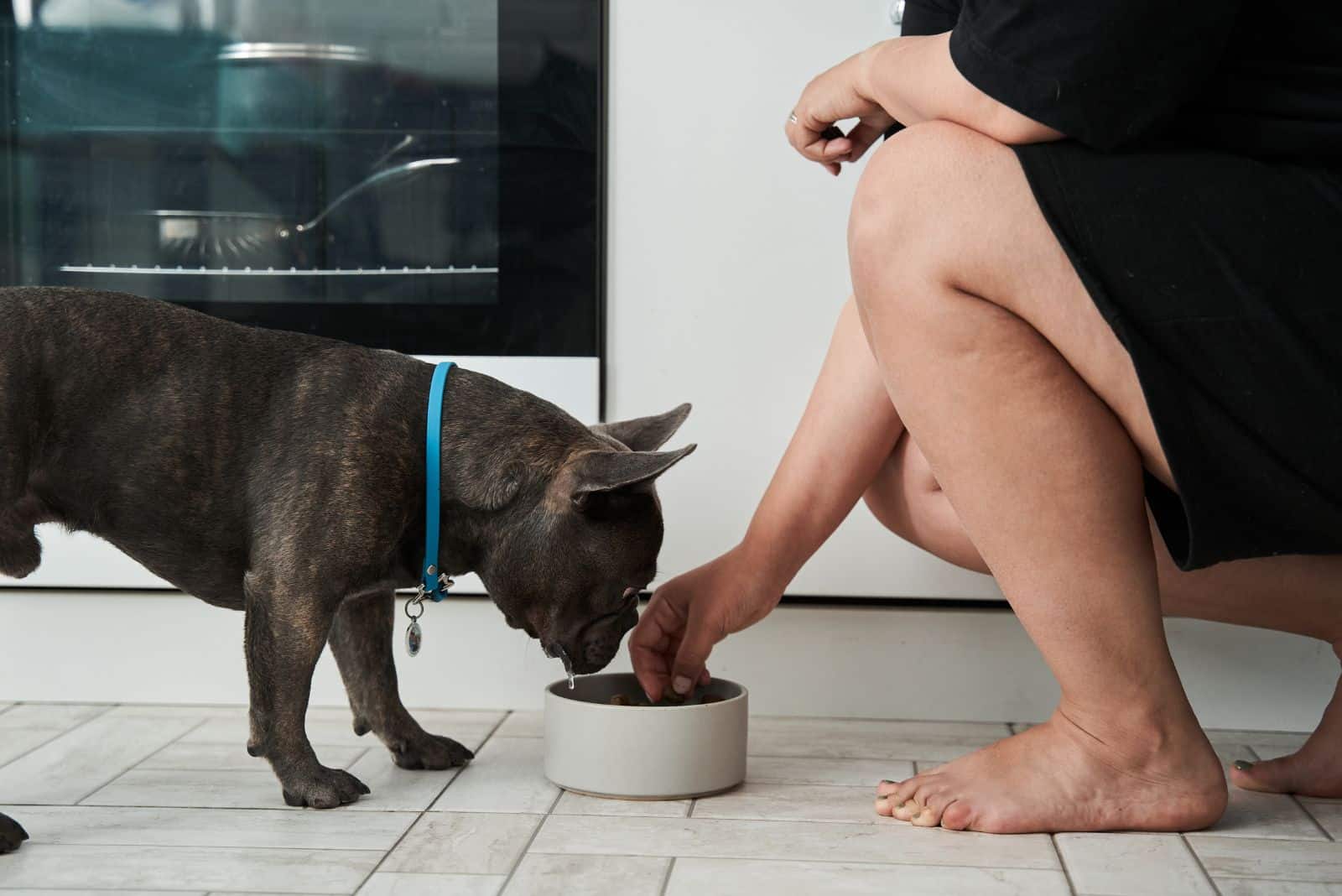 a woman gives a French bulldog a bowl of food