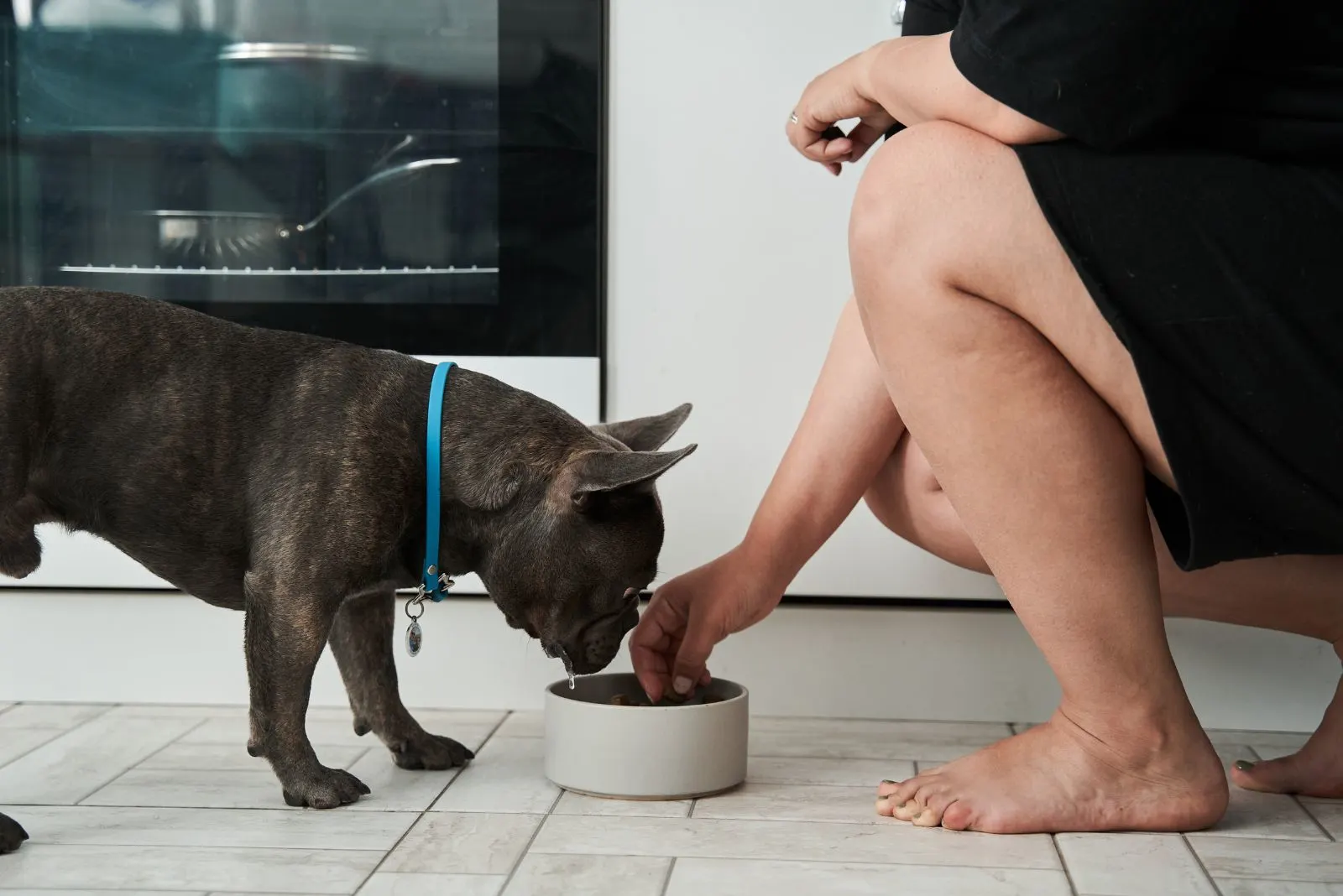 a woman gives a French bulldog a bowl of food