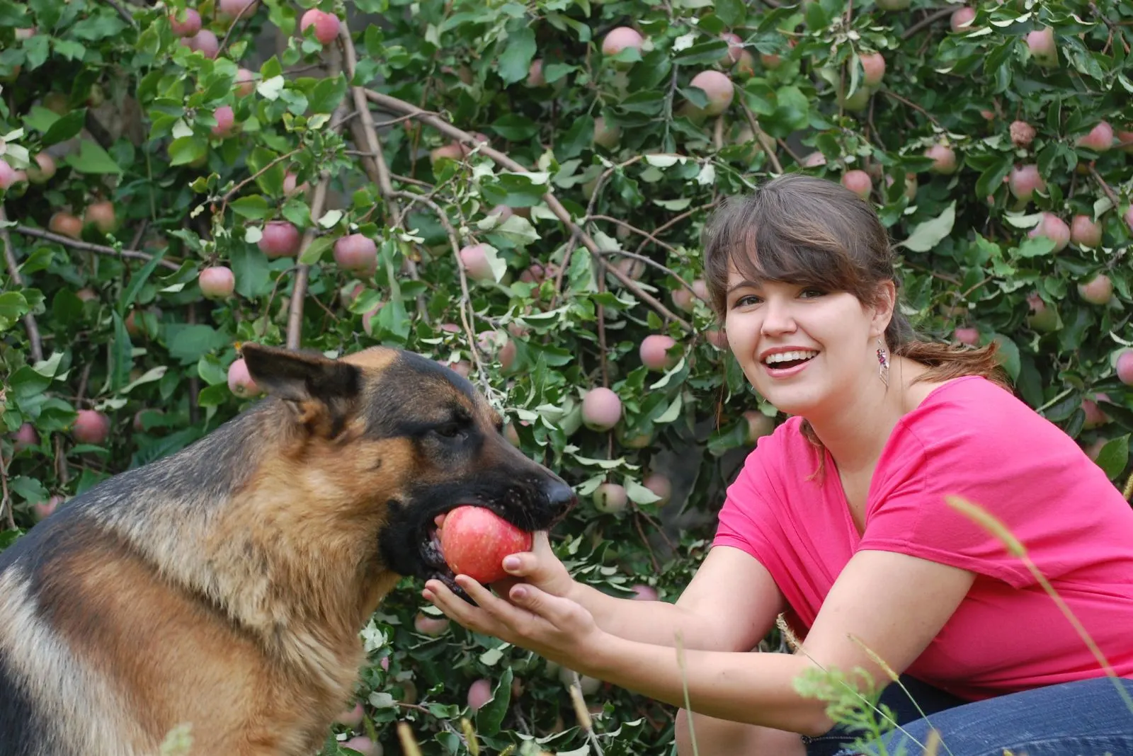 a woman gives apples to a German shepherd