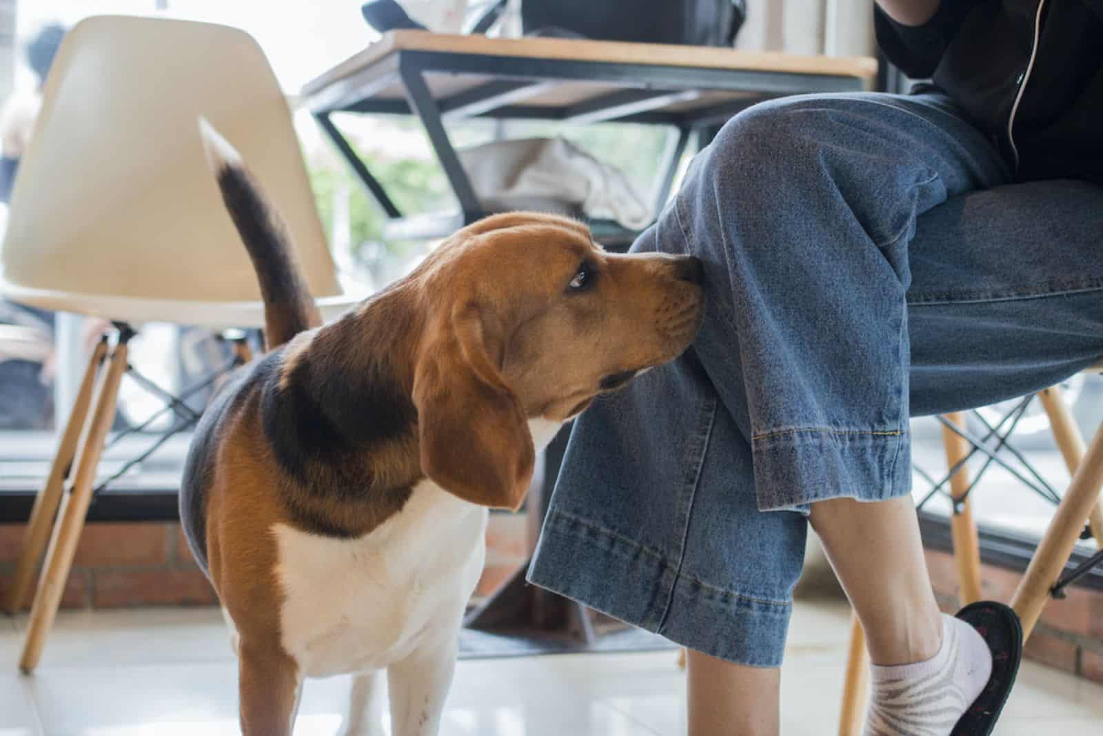 a woman is sitting on a chair, a dog is sniffing her