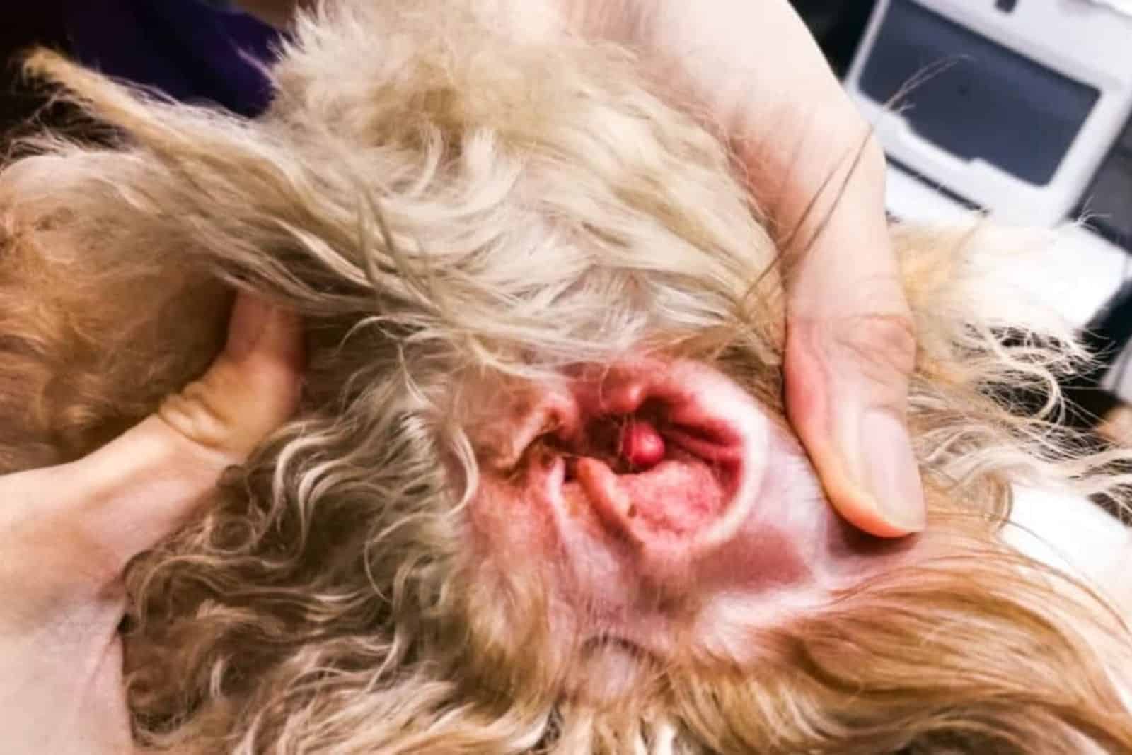 a woman raises a goldendoodle's ear