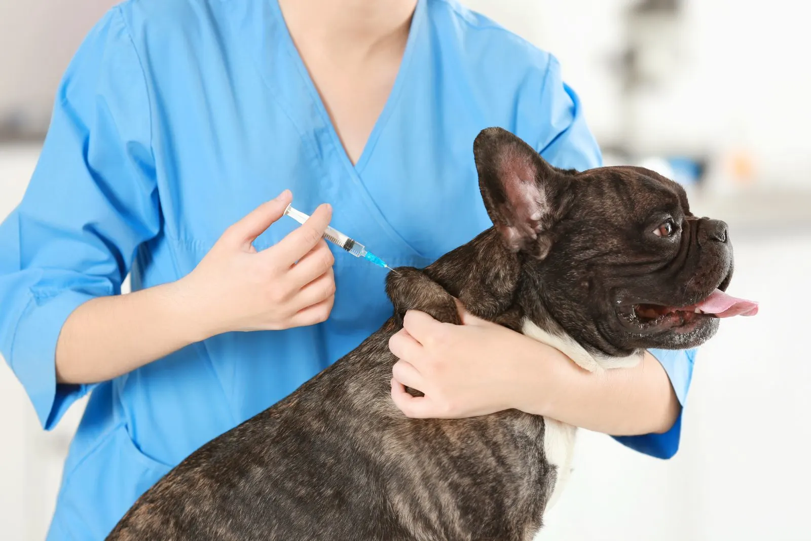 a woman vaccinates a French bulldog