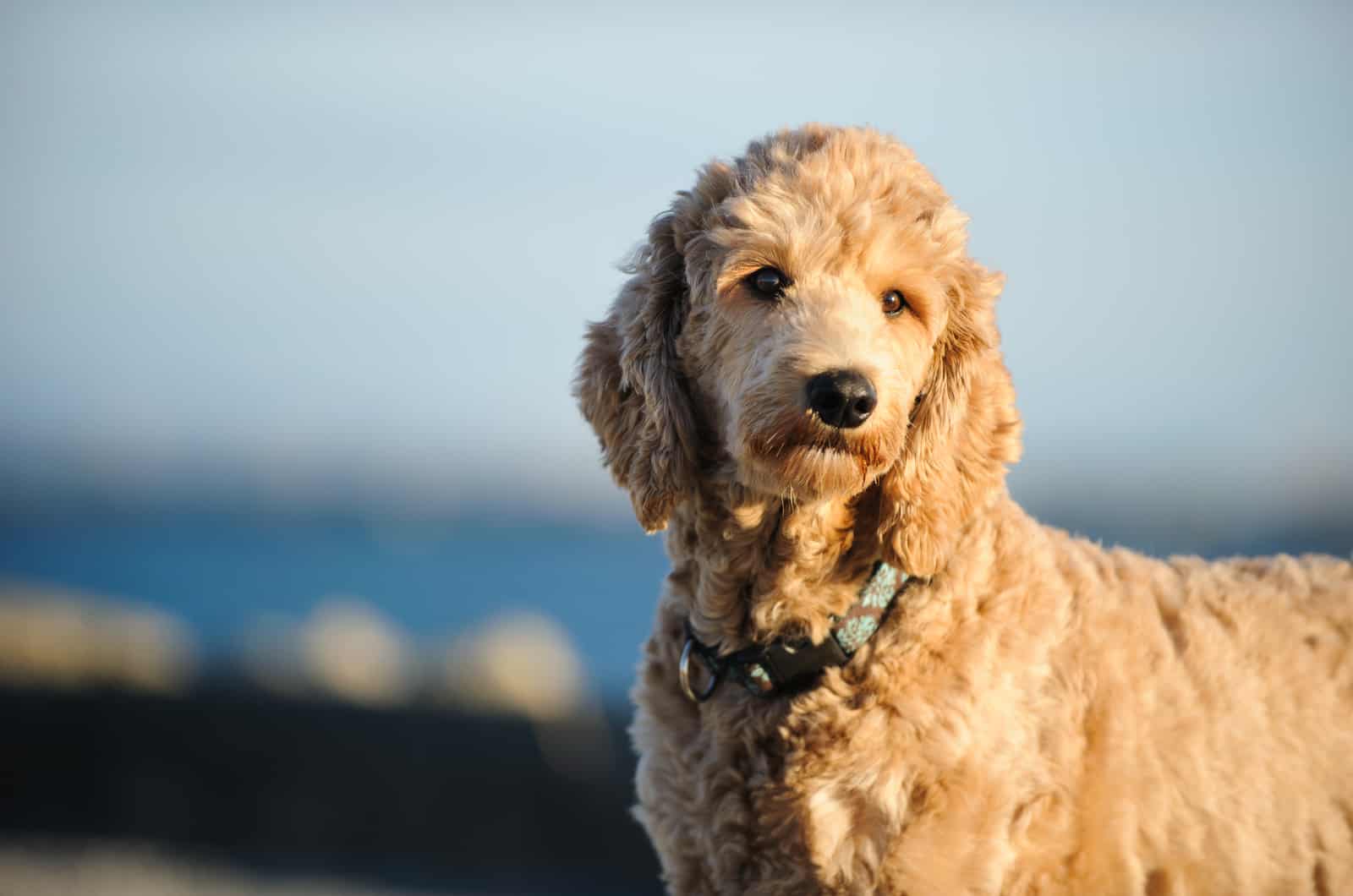 adult goldendoodle looking at the camera