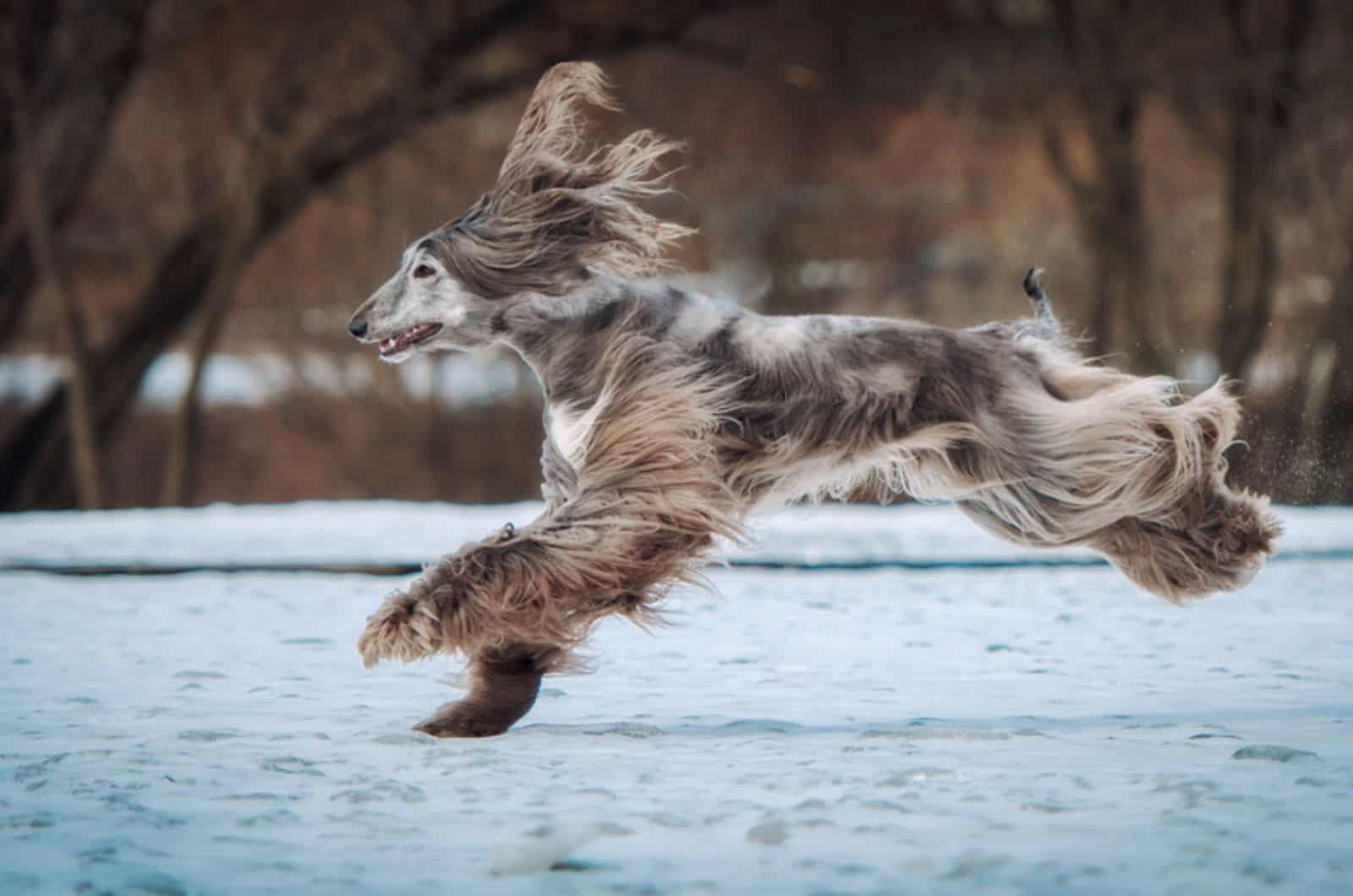 afghan hound running in the snow