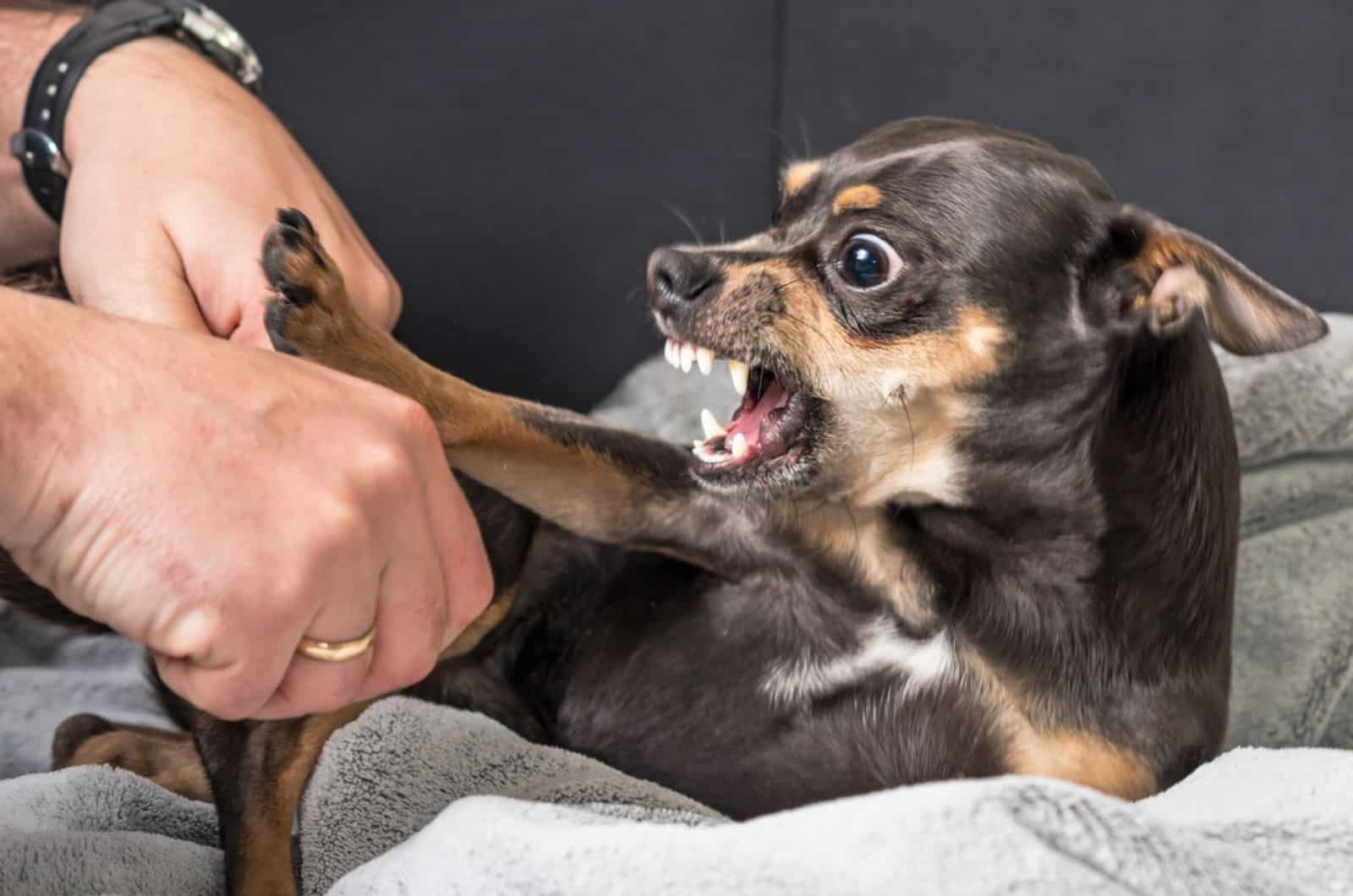 aggressive chihuahua and her owner