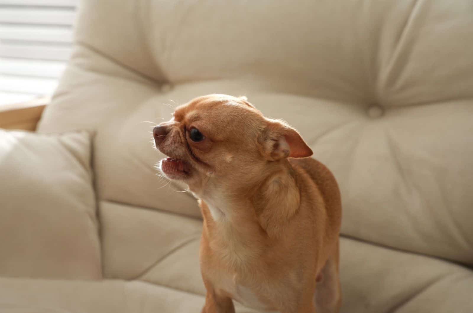 aggressive chihuahua barking