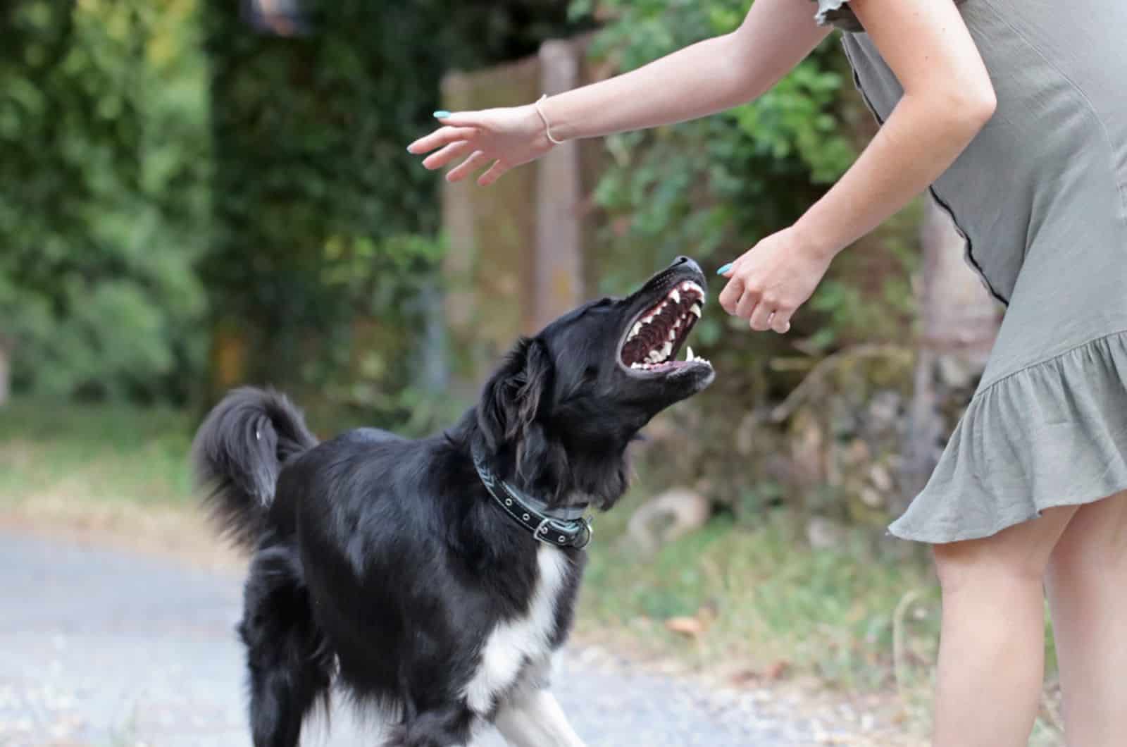 agressive dog  attacking a young woman