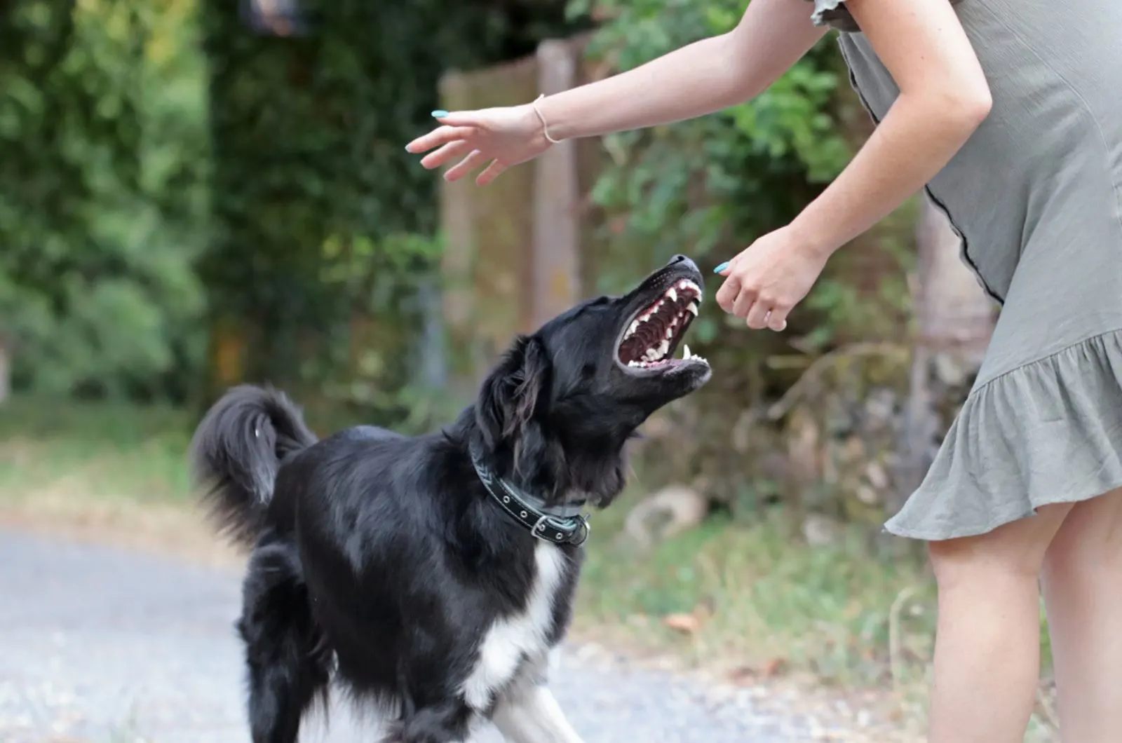 agressive dog attacking a young woman