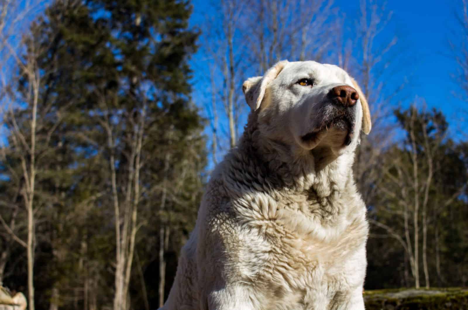 akbash dog in nature